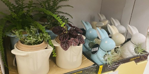 Target Sells Live Plants in Cute Pots & Prices Start at Just $9.99