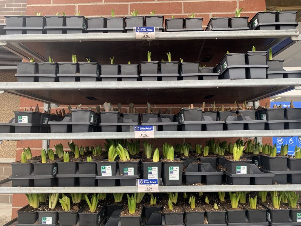 flower pots on a shelf at Walmart
