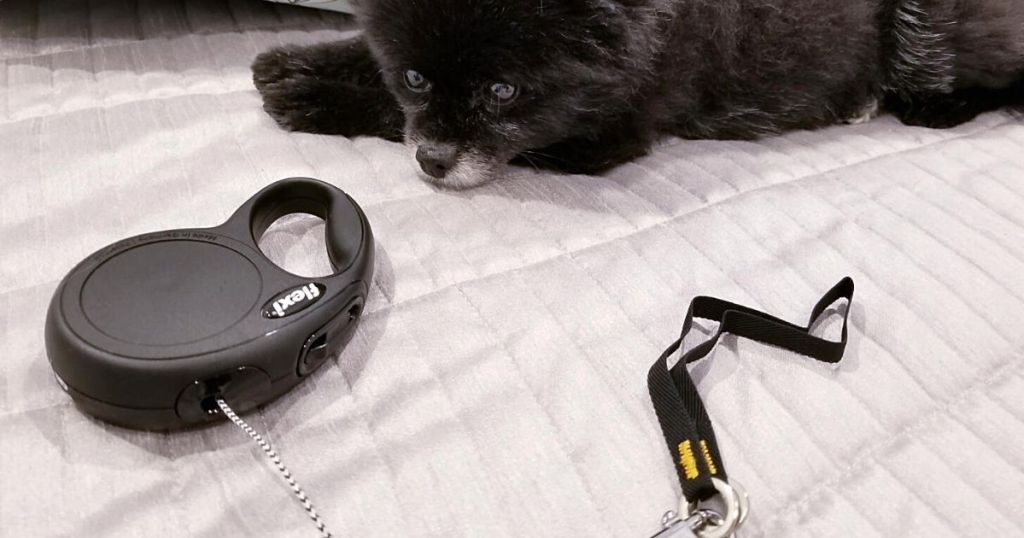 black Flexi leash in front of dog