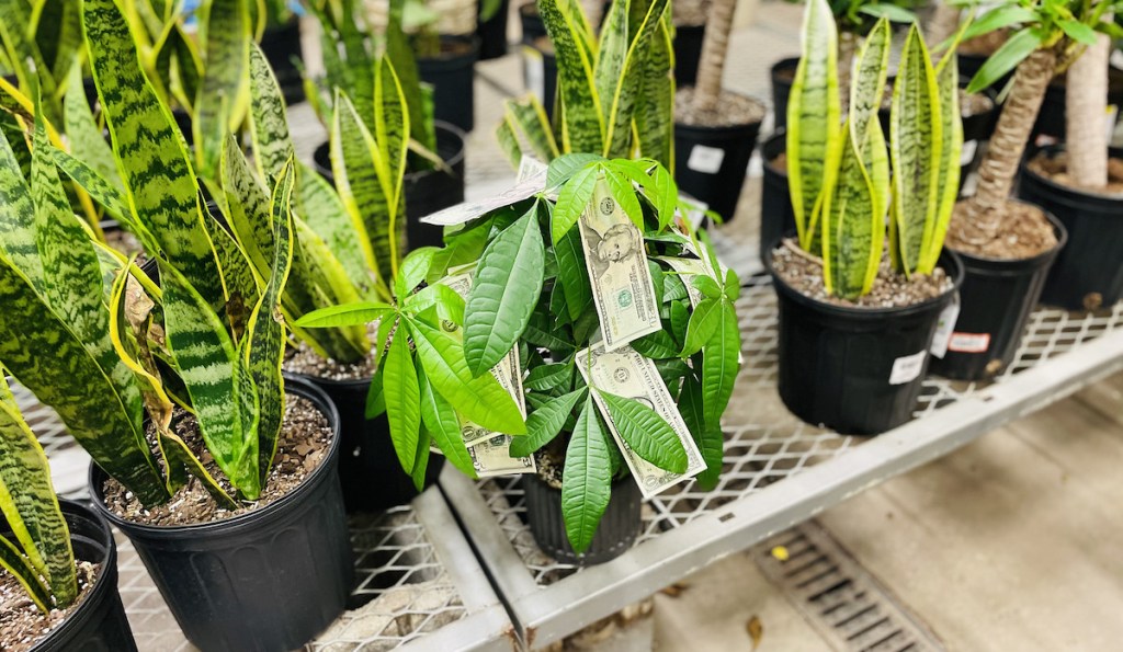various green plants sitting on metal shelf in store