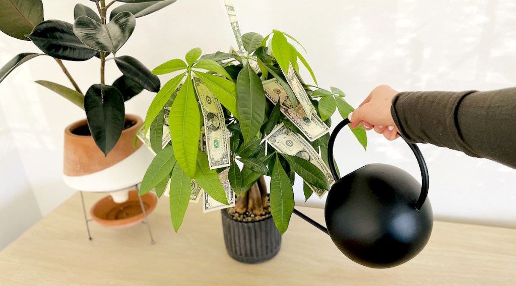 hand holding black watering tin next to money tree with cash