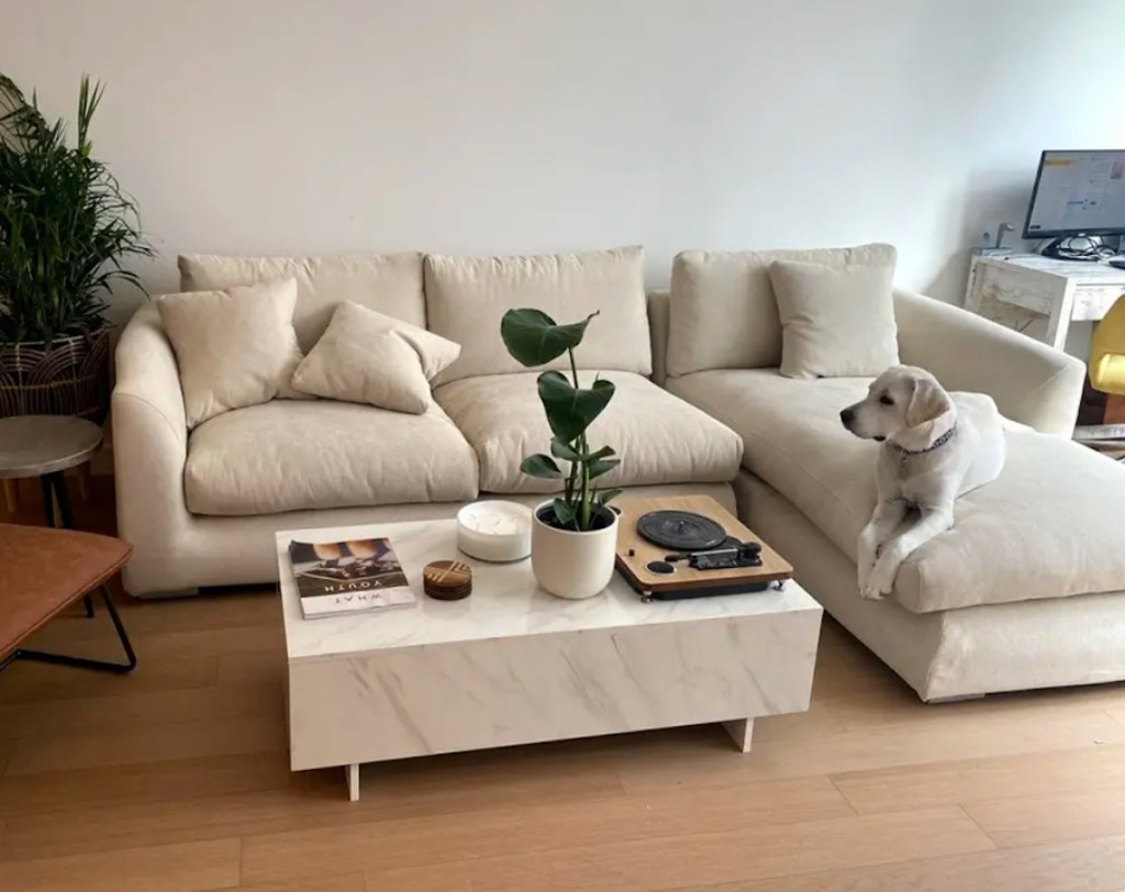 dog sitting on white sectional in living room white coffee table