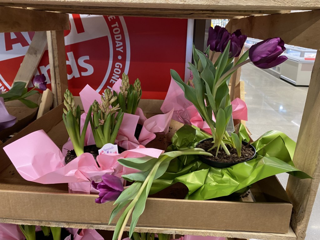 Potted tulips on display in ALDI store