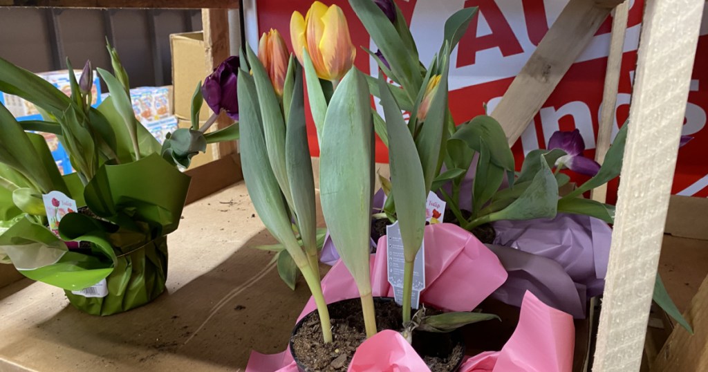 Live potted tulips on display at ALDI