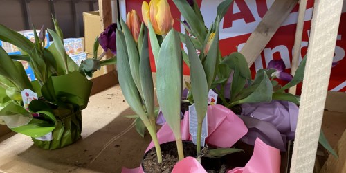 Live Potted Flowers Just $3.99 at ALDI | Tulips, Lilies, & Hyacinths