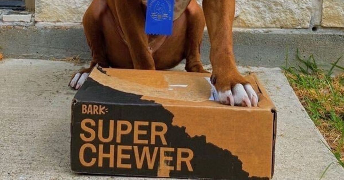 bark super chewer