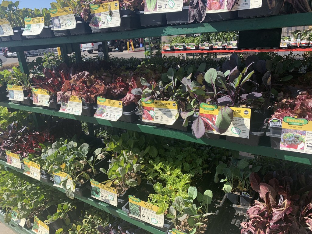 Bonnie Herbs and Vegetable Plants at Lowe's