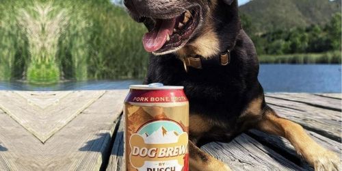 Calling ALL Photogenic Canines: Busch Will Pay Your Pooch $20,000 to be the NEW Face of Their Dog Beer