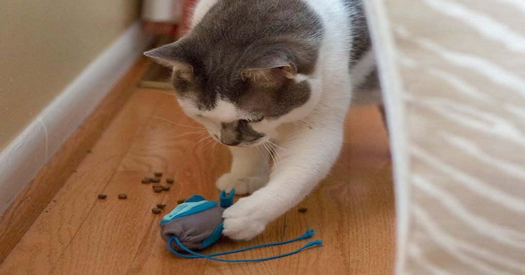 cat playing with mouse toy with food falling out