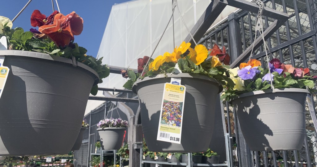 Hanging Plants at Lowes