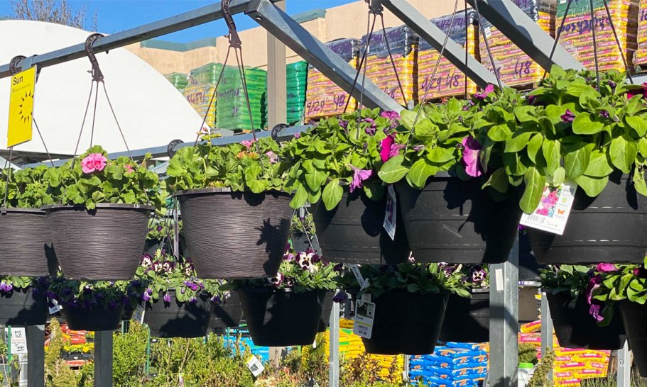 Best HD Pictures about  Home Depot Hanging Flowers  with No AI Images