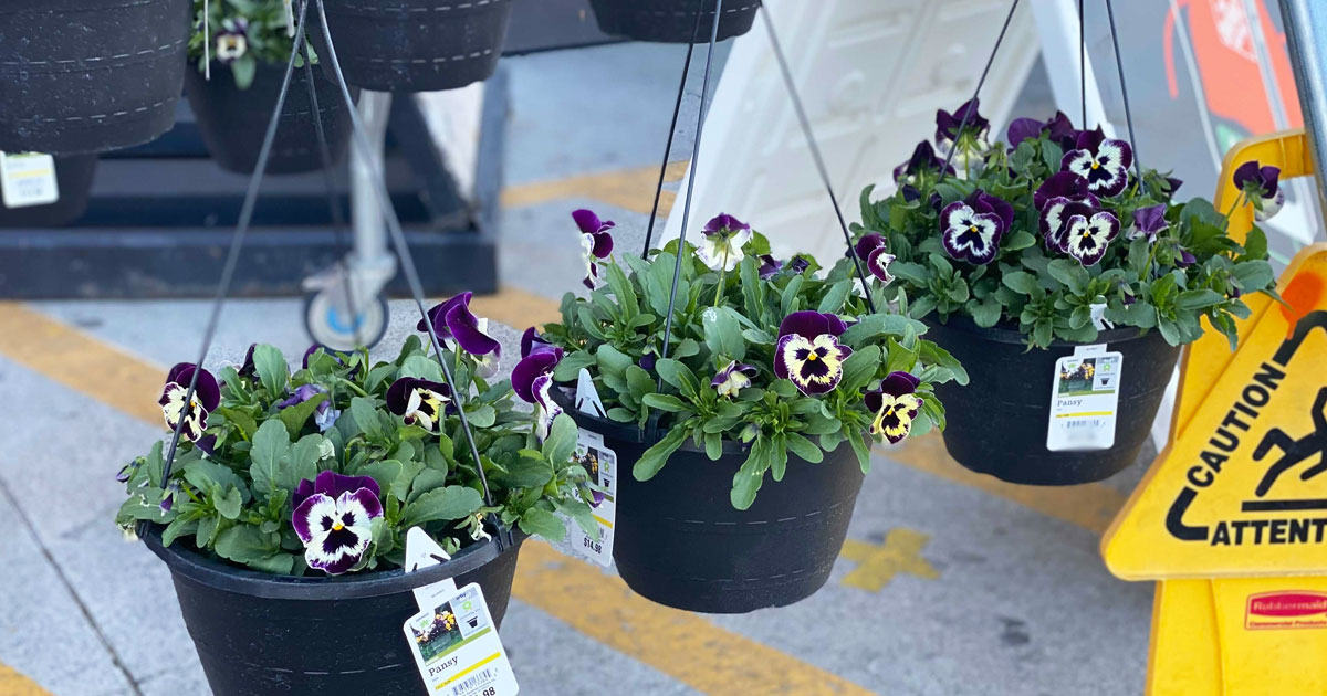 2 Hanging Flower Baskets Just 15 At Home Depot Only 7 50 Each Hip2save