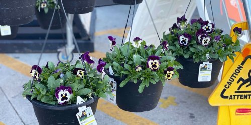 2 Hanging Flower Baskets Just $15 at Home Depot | Only $7.50 Each