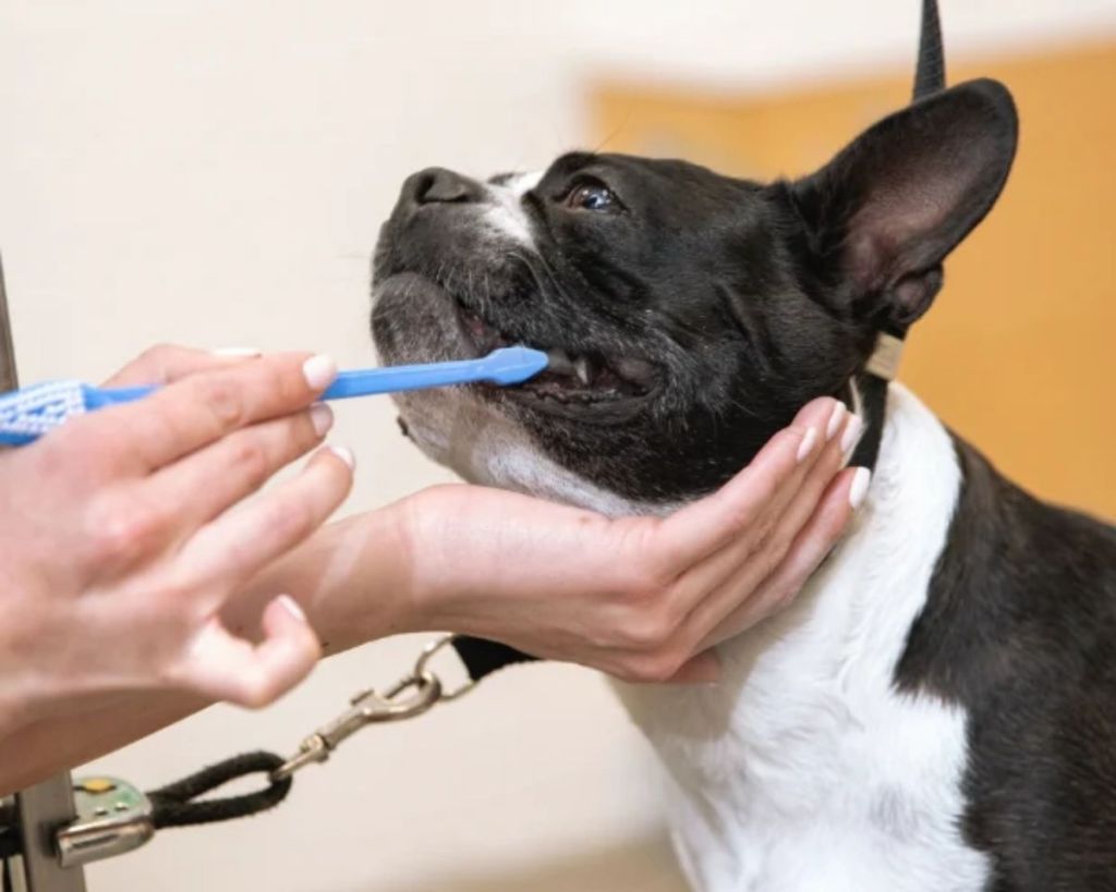 Save on Vet Bills & Dog Grooming with Petco's New Vital Care Program