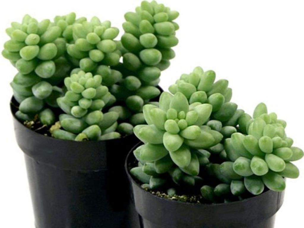 Zulily Succulents