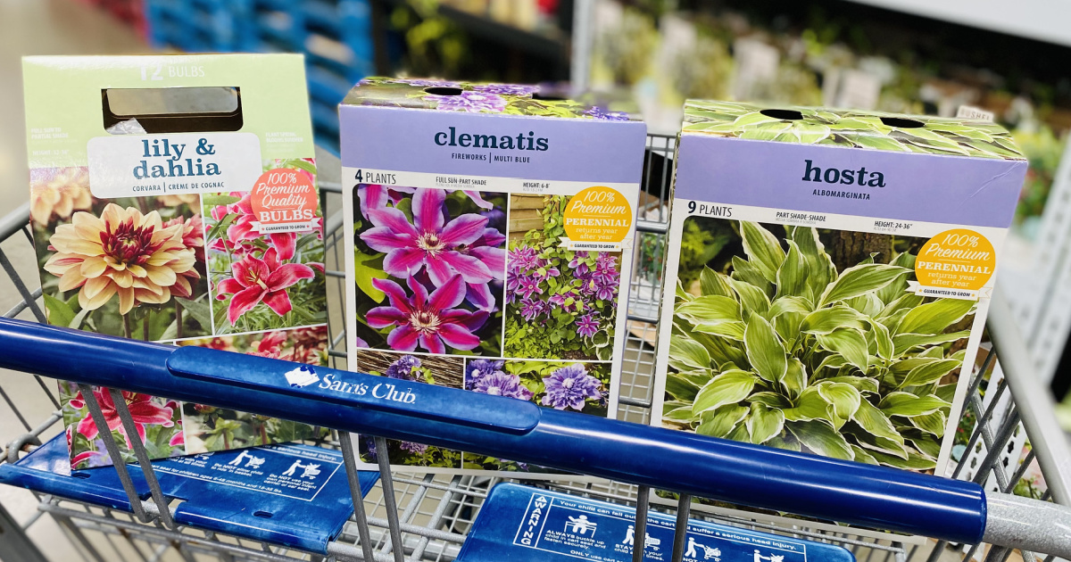 grow packets in store at sams