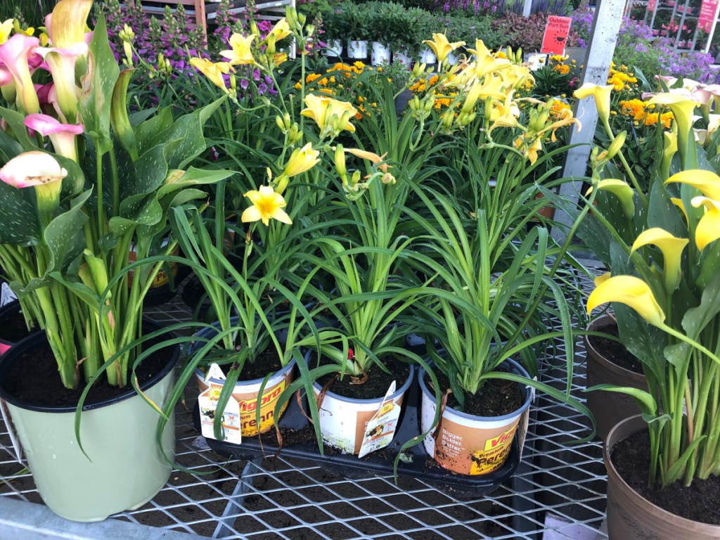 home depot outdoor plants