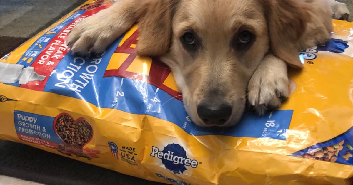 dog laying across bag of dog food