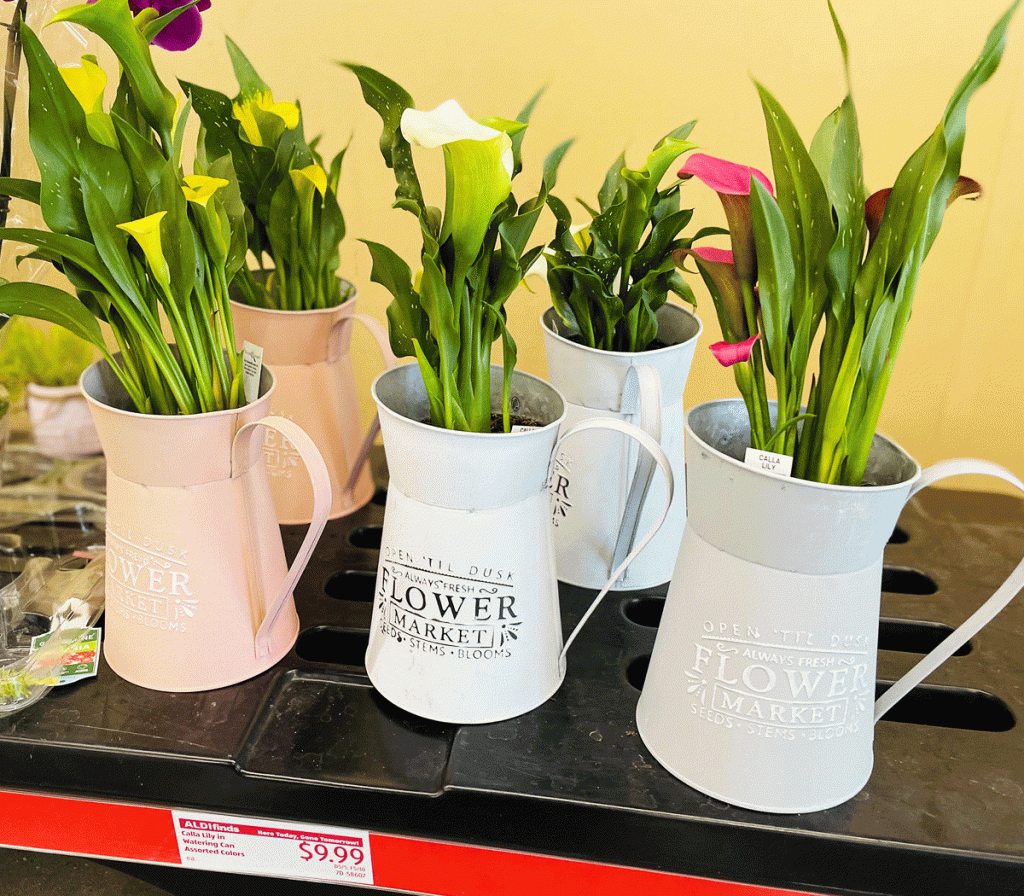 calla lily plants potted in decorative watering cans