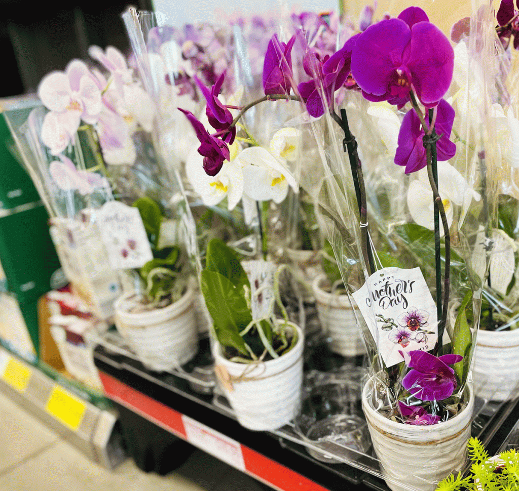 potted orchid plants on shelf at aldi