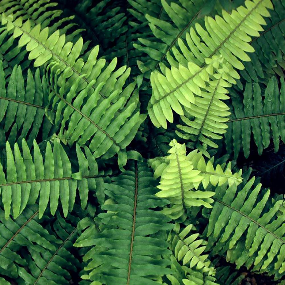 fern plant