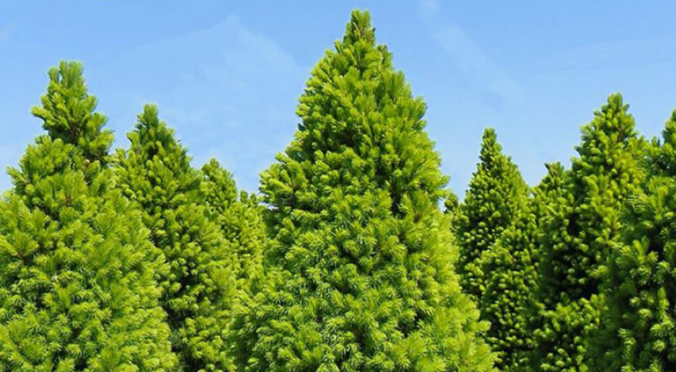 Dwarf Alberta Spruce trees