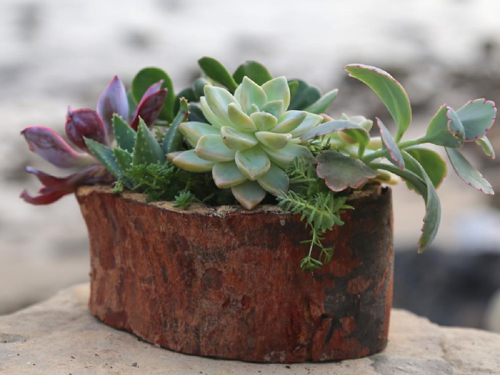 wood centerpiece with succulents