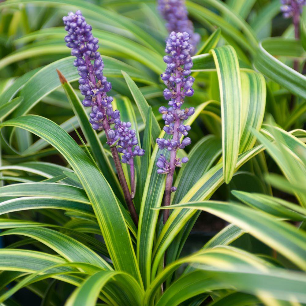 green plant with purple flowers