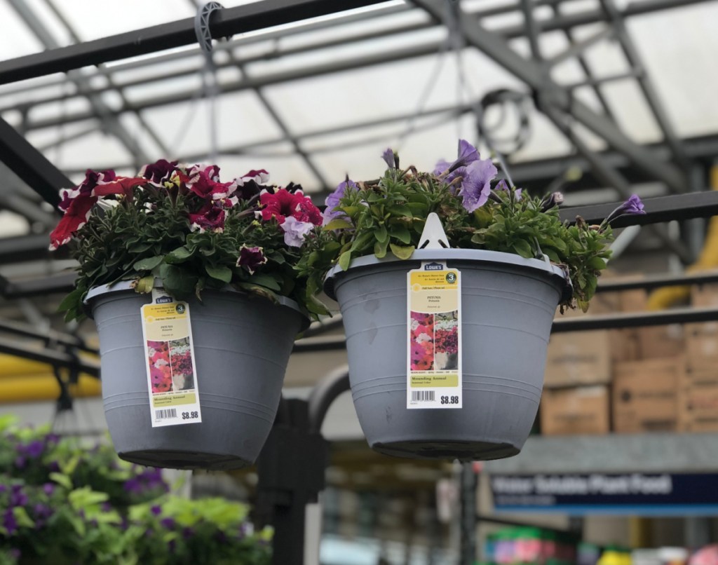 two hanging flower baskets