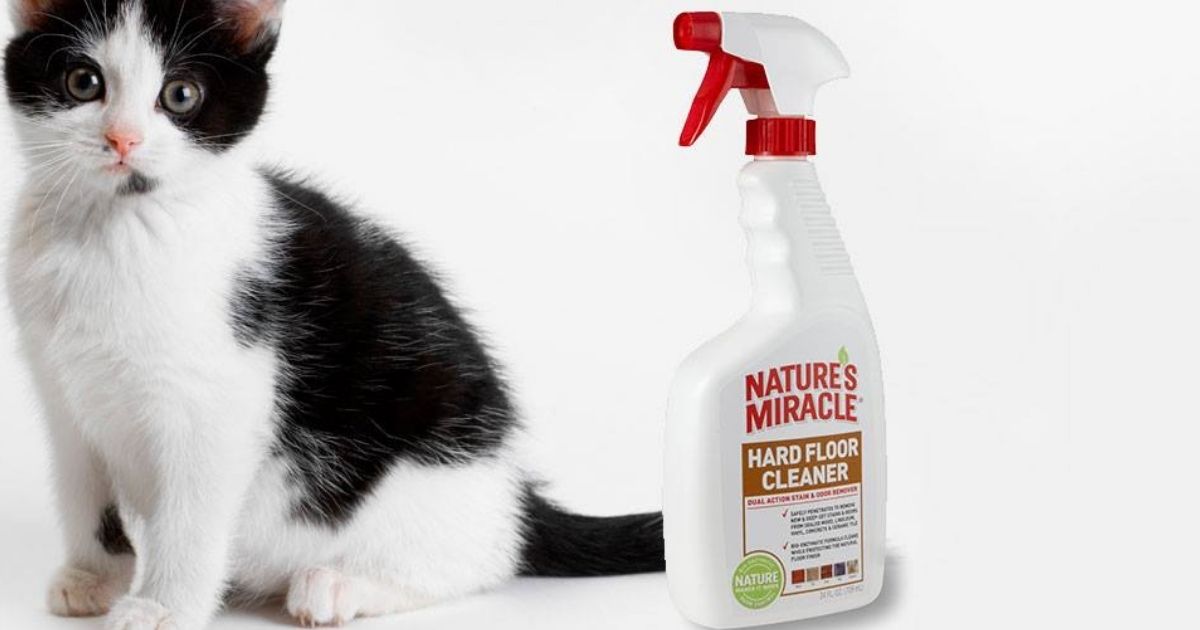 petsmart kitten bottle