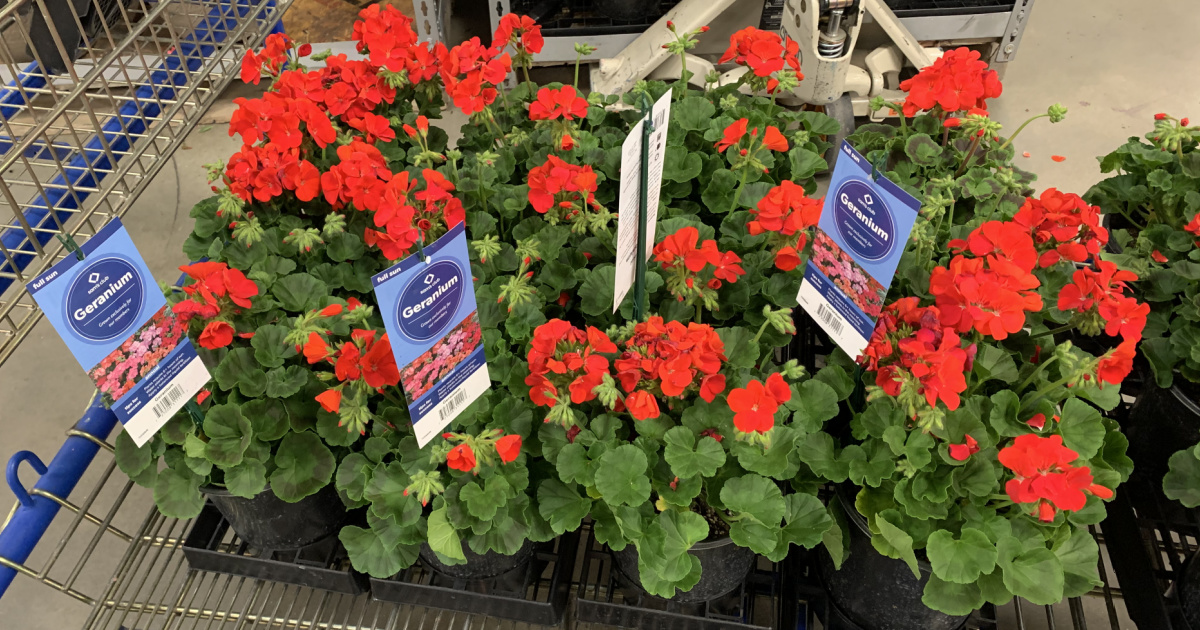 FREE Lowe’s Plant for Mother’s Day – No Purchase Necessary (Registration End Tomorrow!)