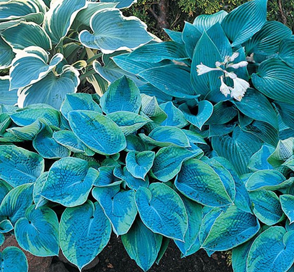 blue leaf plants