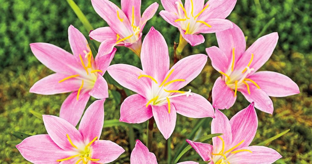 pink lilies in bloom
