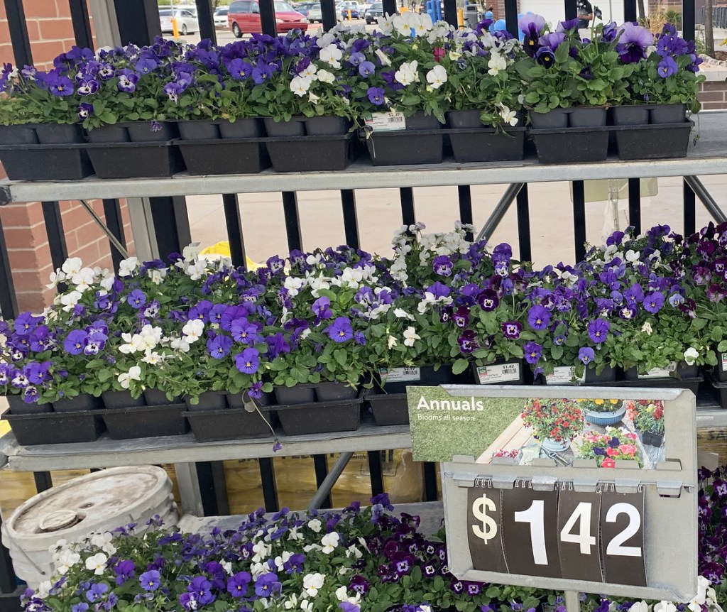 annuals in store at walmart
