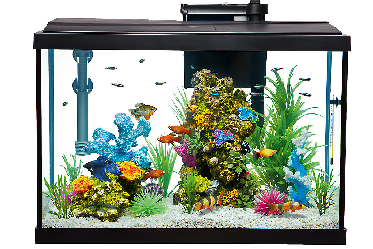 20 gallon tank store petsmart