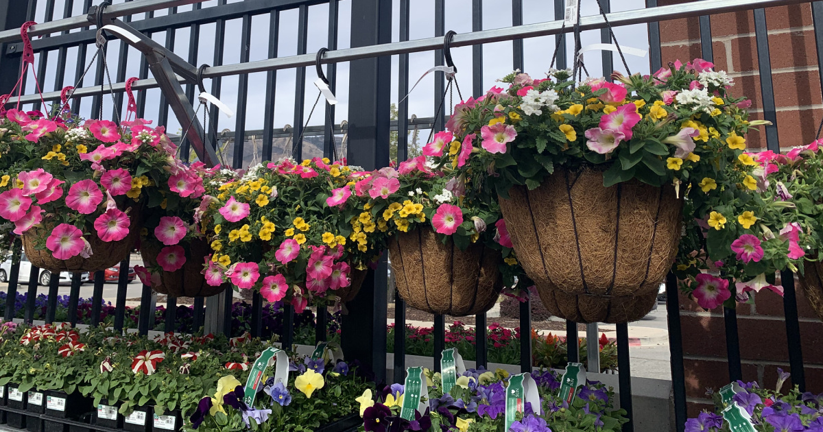 Hanging shop plants walmart