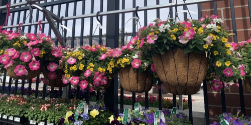 Brighten Your Outdoor Spaces w/ New Hanging Baskets, Potted Plants, & More at Walmart