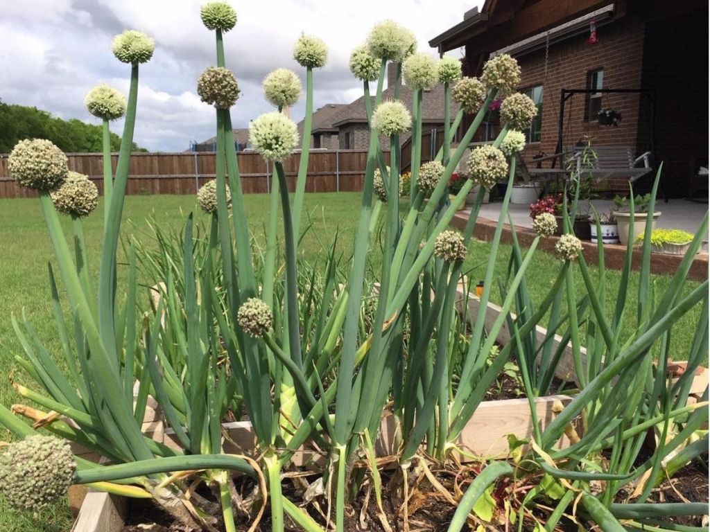 green onions in garden
