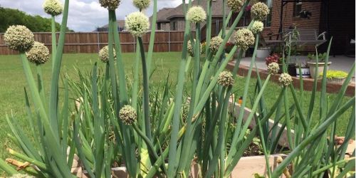 Grow Your Own Green Onions for FREE Just Like This Hip2Save Reader Did!