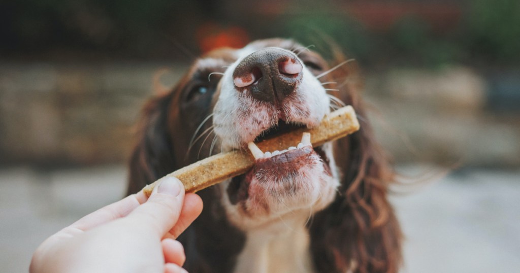 dog eating a free dog treat