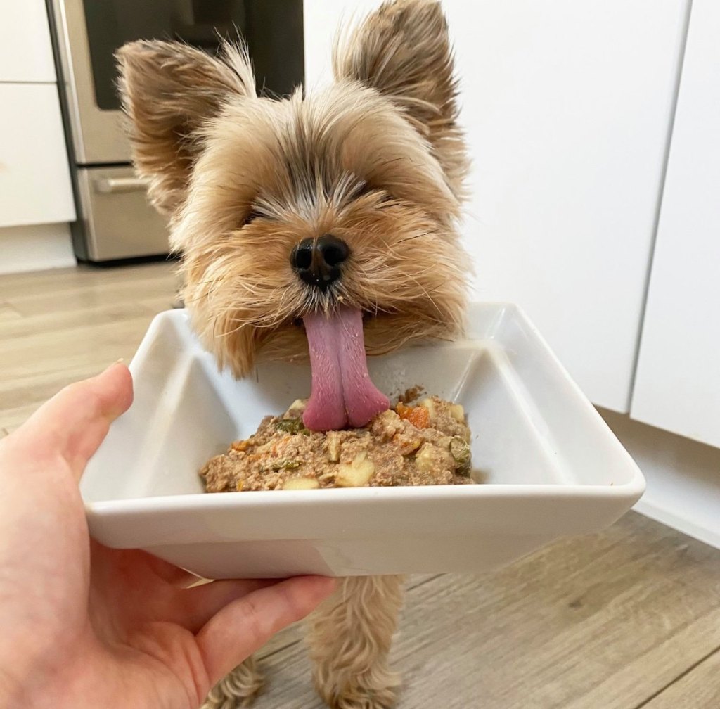 hand holding bowl of dog food with dog licking inside of bowl