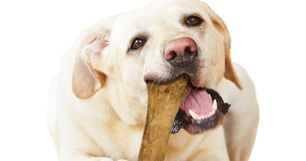 white dog chewing on bone