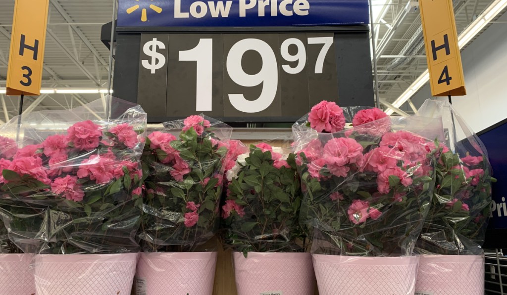walmart carnations in store