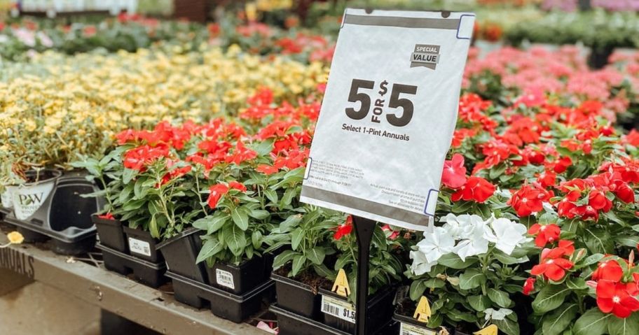 1-Pint Annuals in red on table 