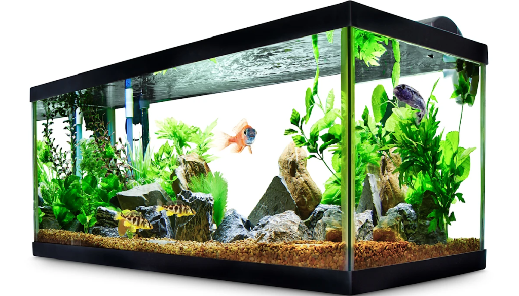 large fish tank with fish and accessories