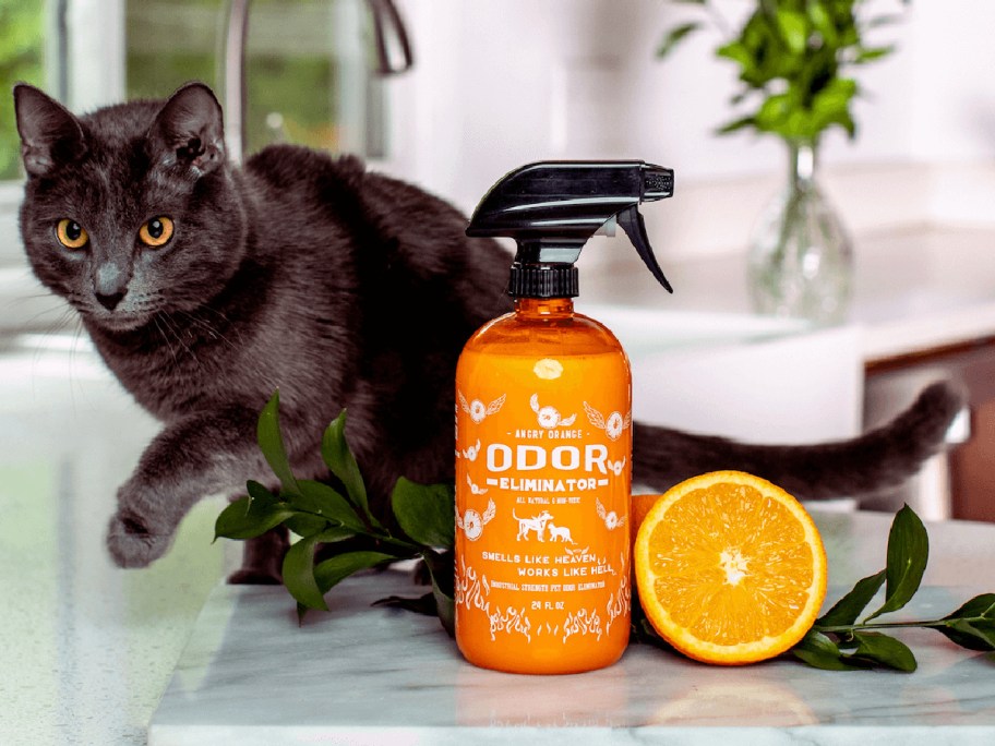 black cat next to a bottle of Angry Orange Pet Odor Eliminator spray 