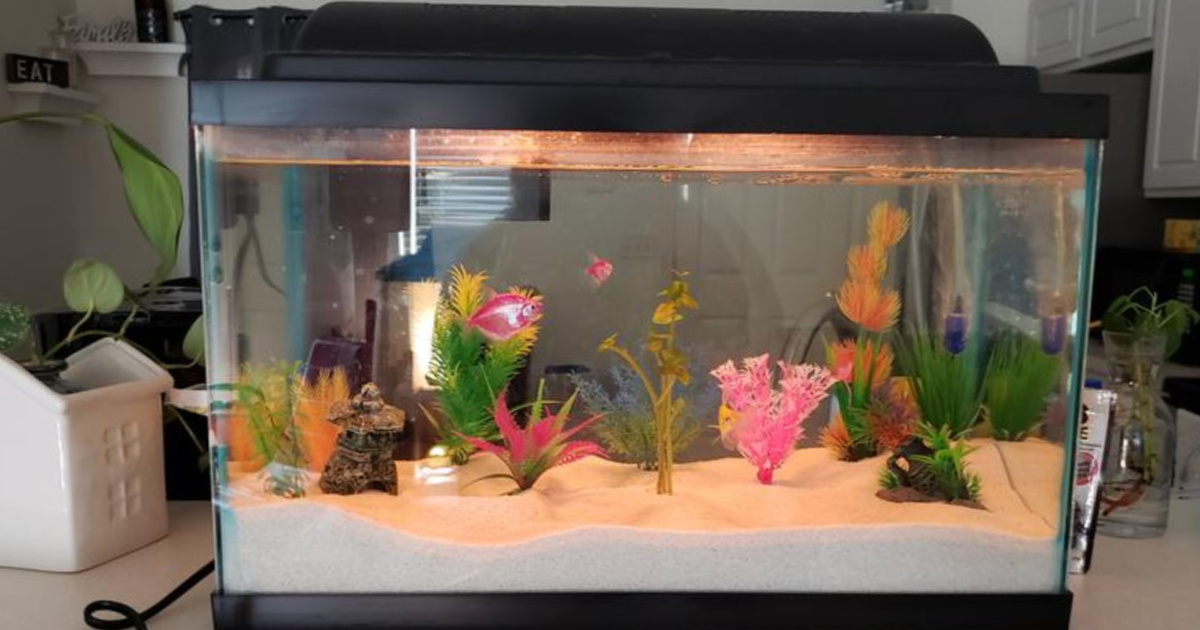 10 gallon goldfish aquarium kit