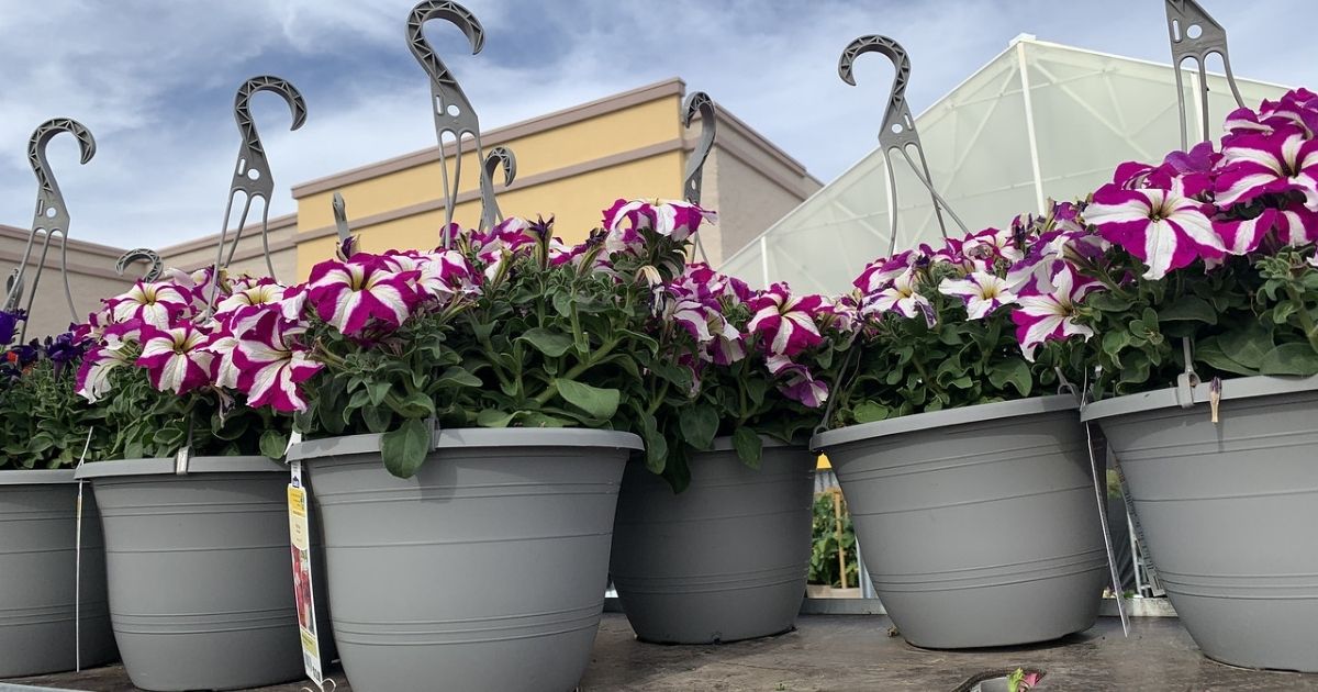 2 Hanging Flower 1.5Gallon Baskets Only 15 at Lowe's (Just 7.50 Each