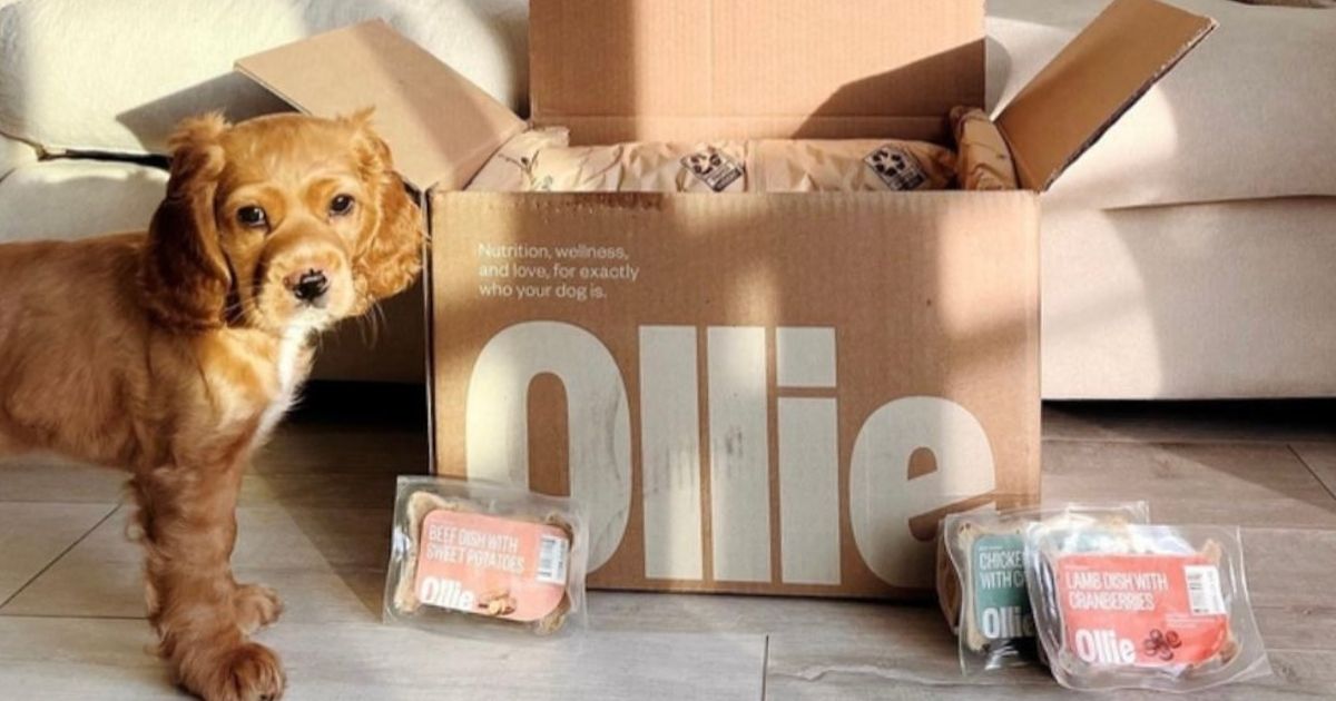 dog standing next to Ollie box with food surrounding it
