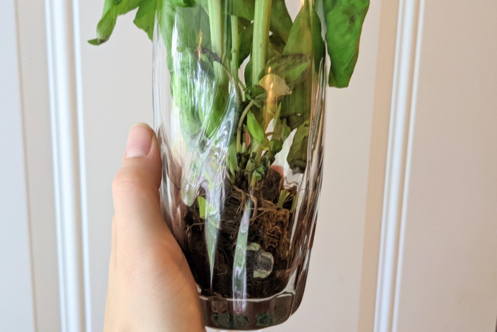 hand holding glass with a basil plant inside